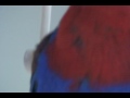 Pretty Bird