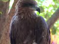 Black Kite at the balcony