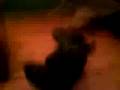 videos de andy sutton getting tazered