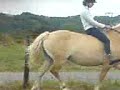Haflinger Haff 06 Haflinger Haff 06