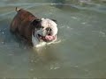 Ringhio Show - My English Bulldog on the sea