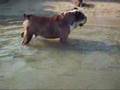 Bulldog Inglés video