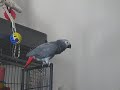 Phoenix My Amazing African Grey Parrot Doing Animal Noises & Beat Boxing