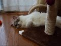 両腕をギュっとして寝る猫(=^・^=) the cat which sleep arm in arm