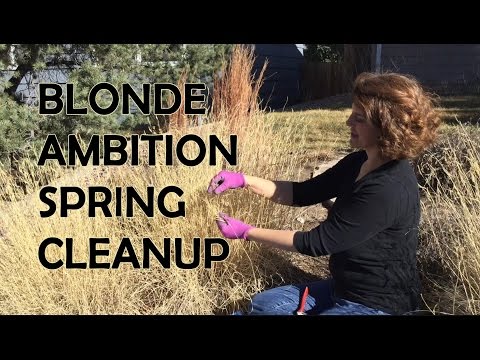 How to Cut Blonde Ambition Blue Grama Grass in Spring