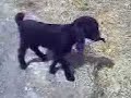 Timmy the spak baby goat
