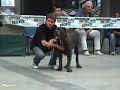 Neapolitan Mastiff  Trofeo Mario Querci 2006 part3