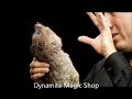 Click here to watch this video Robbie Raccoon Spring Animal Magic Trick