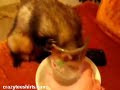 ferret-gets-a-taste-of-a-jalapeno-pepper.html