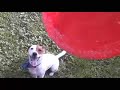 Brooklyn le jack russell avec son Freesbee