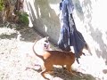 leavitt bulldoggie