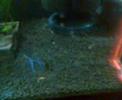 Apisto. trifasciata