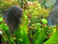 Prima deposizione di Discus