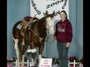 The Versitile Horse