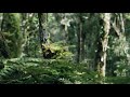 Nature Calm Classical Music