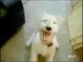 SAGE AVAZE KHAN ,PERRO QUE CANTA