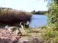 Borzoi video