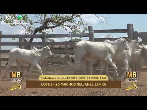 514� LEIL�O VIRTUAL MB LEIL�ES