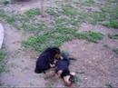 6 weeks  Airedale  terriers