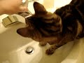 Foxi the Bengal Kitty has a runny nose