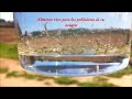 pulga de agua