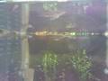 videos de Arowana CrossBack malaysian gold