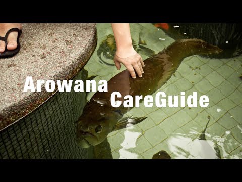 how to care silver arowana