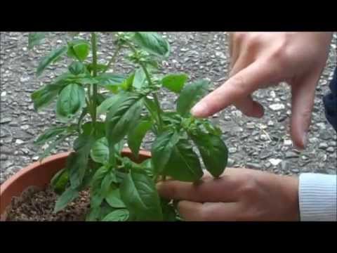 how to harvest basil