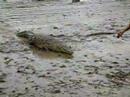 Tito the Croc at Coiba, Panama
