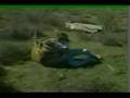 Lion vs Tiger Music Video, You can't bring me down