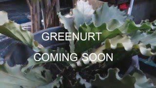 Greenurt Video Teaser