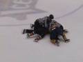 SPHL Mike Craigen vs. Donald Melnyk Fight 11/24/06