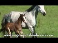 videos de Gondor 