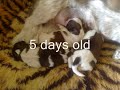 Shih Tzu puppy\