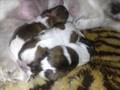 Shih Tzu puppy's Lullaby by katie price and peter andre