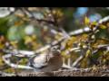 videos de ANDARE EN LIBERTAD-ELIAS SANCHEZ