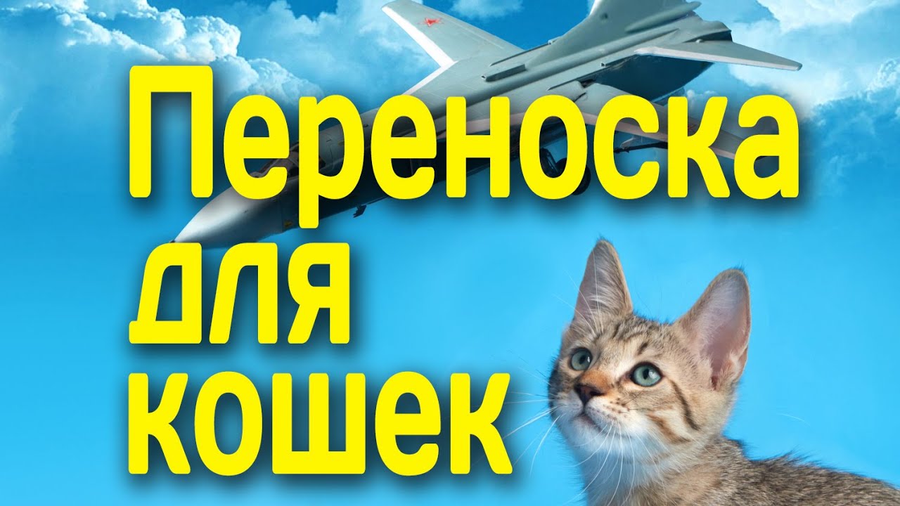 Как выбрать переноску для перевозки кошки в самолете, какая переноска нужна в дорогу?
