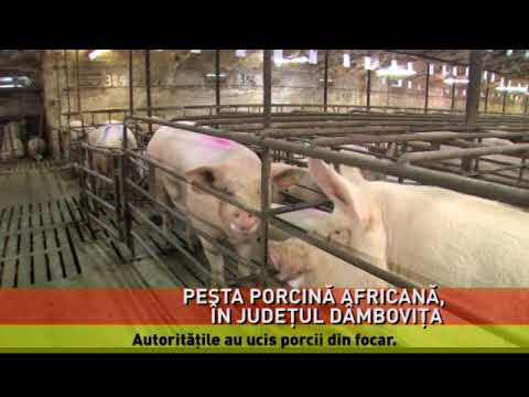 Focar de pestă porcină africană, confirmat în localitatea Lucieni din Dâmboviţa