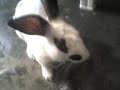 Conejo cliente (cuidado ody) Conejo cliente (cuidado ody)