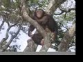 chimp