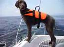 coco standard poodle (i am sailing)