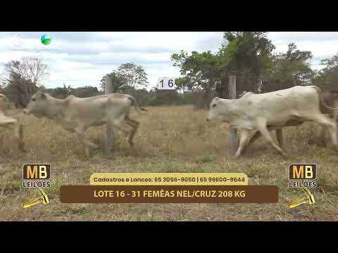 509 LEILO VIRTUAL MB LEILES