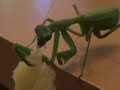 Our Pet Praying Mantis, Hannes