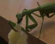 Our pet praying mantis, Hannes