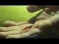 videos de The Shrimp Whisperer