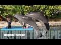 Tammy and the dolphins in Curacao, CDTC.