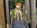 柴犬のすべらない話の巻