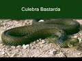 culebra vs moro/////snake vs muslim