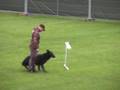 Perros de Líneas de trabajo Sieger 08