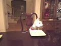 Westie - Stella's Steak Night 2